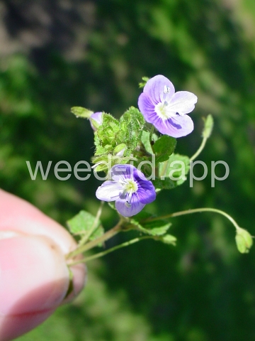 speedwell, slender